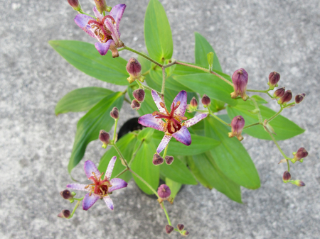 Hototogisu flowerの写真素材