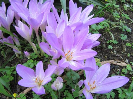 Canine saffron flowersの写真素材