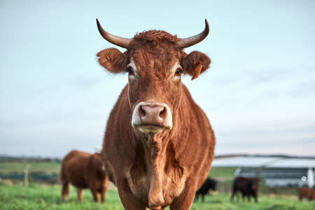 A prized cow if there ever was oneの写真素材