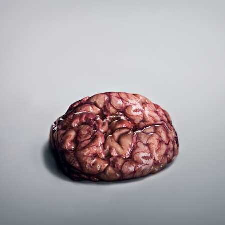 Brainssssss..... A human brain lying on a grey background.の写真素材