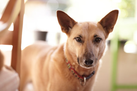 What are you looking at. Portrait of a young dog standing in the sunlight.の写真素材
