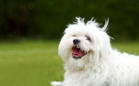 Happiness. Cute picture of a fluffy white poodle looking like it is smiling with green grass in the...