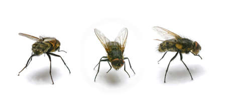 Housefly - Musca domestica. A photo of an ordinary housefly (Musca domestica).