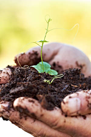 Budding plants. Cropped shot of hands holding a sprouting plant in soil.