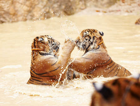 Two Indochinese tigers fighting playfully in the water. Playful Indochinese tigers fighting in the...