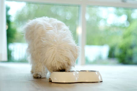 Pellets.. my favourite. A fluffy pet dog eating from its food bowl at home.の写真素材