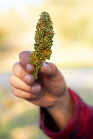 Hydroponic heaven Or is it really hell.... Cropped shot a hand holding a big head of marijuana.の写真素材