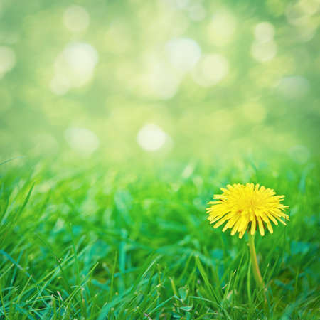 Weeds can be beautiful. A bright yellow Dandelion growing on a lawn.の写真素材