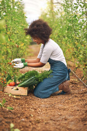 She takes a hands on approach to growing tomatoes. Full length shot of an attractive young female farmer harvesting fresh produce from her crops.の写真素材