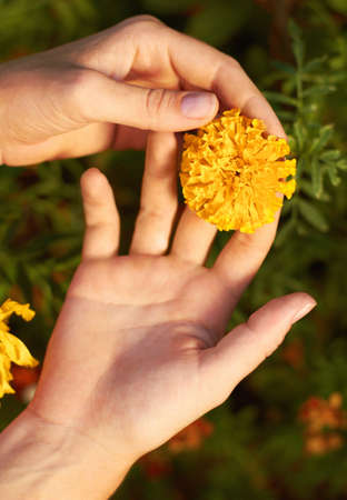 Appreciating Mother Natures gifts. Cropped shot of a woman holding a yellow fellow.の写真素材