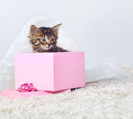 The gift that keeps on giving. Studio shot of an adorable tabby kitten sitting in a pink gift box.の写真素材