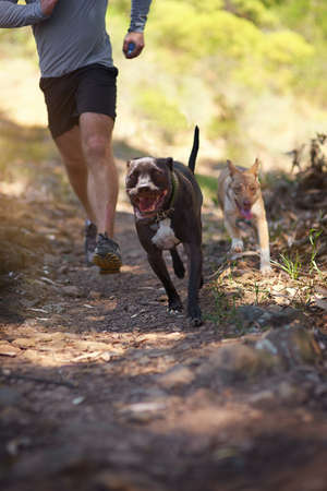 Forest run. Shot of a dog running with his owner in the woods.