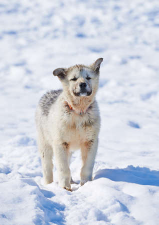 Sled dogs in city of Ilulissat - Greenland. Sled dog - 7000 sled dogs in the city of Ilulissat, at city with a population of 4500 people, Greenland, Denmark. The month of May.の写真素材