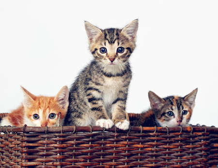 Here comes the cuteness. Studio shot of a basket full of adorable kittens.