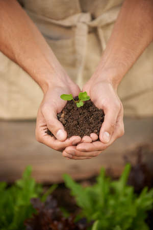 Fragile seedling. Cropped closeup shot of a man cupping a small sprouting plant in cupped hands.