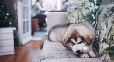 Give a dog a bone...or a bauble. Shot of an adorable husky puppy chewing on a decoration while his owners have a Christmas party.の写真素材
