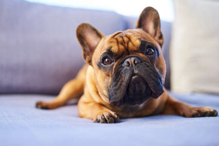 So cute, even the pup-arazzi keep hounding him. Shot of an adorable dog resting on a couch at home.の写真素材