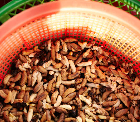 Exotic foods. Traditional Thai fried larvae for sale at a market.