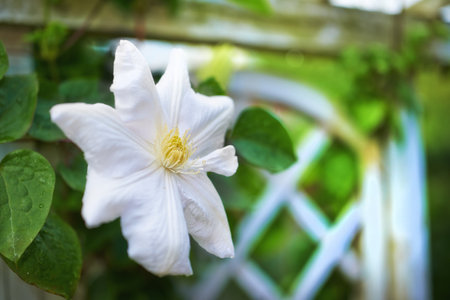 Clematis. The genus is composed of mostly vigorous, woody, climbing vines lianas. The woody stems are quite fragile until several years old. Leaves are opposite and divided into leaflets and leafstalks that twist and curl around supporting structures to anchor the plant as it climbsの写真素材