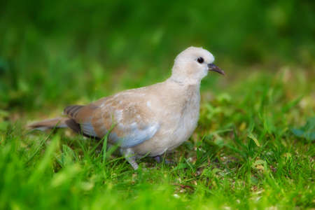 Lovely turtle dove - elegant and beautiful. Shot of turtle dove in nature.の写真素材