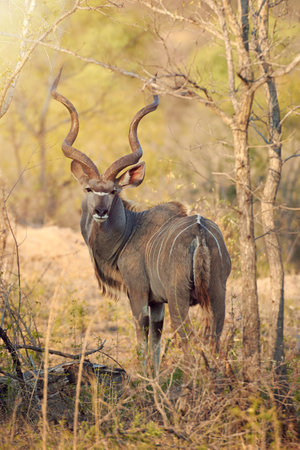 Hes a big bad buck. Full length shot of a kudu in the wild.の写真素材