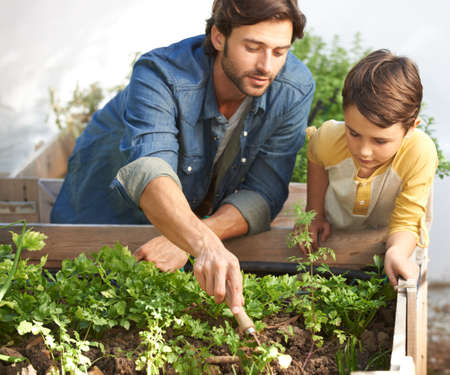 Giving each plant special attention. Shot of a father and son tending to the plants in their herb garden.の写真素材