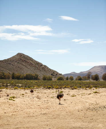 Its not flight that makes you a bird. Shot of ostriches on the plains of Africa.