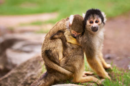 Theyre curious about the world. Shot of a cute little monkey carrying her baby.の写真素材