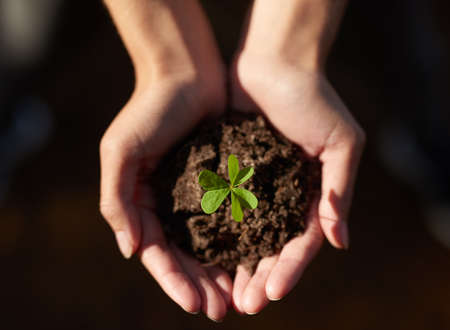 Shot of an unidentifiable young woman holding a seedling in a pile of soil.の写真素材