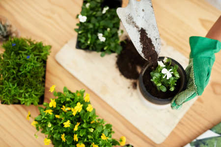 Good ol potting soil. High angle shot of an unrecognizable young female botanist potting plants...