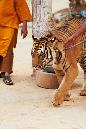 Trainer leading tiger by a leash. Monk and trainer leading tiger by a leash at the Tiger Temple.