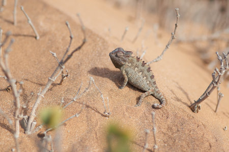 Built to survive this climate. Closeup shot of a chameleon on a sand dune in the desert.の写真素材