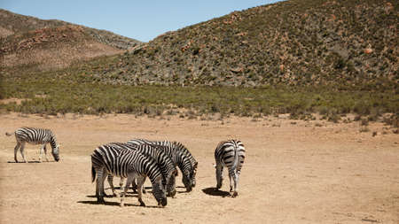 Safety in numbers. Shot of zebras on the plains of Africa.の写真素材