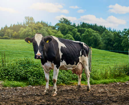 Mooooo. Full length shot of a cow standing on a dairy farm.の写真素材