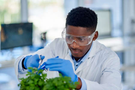 Just giving the plant a bit of a trim. Cropped shot of a focused young male scientist wearing protective gloves and trimming a plant with scissors inside of a laboratory.の写真素材