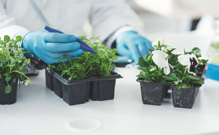 Shes gonna conduct the same experiment with different plant species. Cropped shot of an unrecognizable female scientist picking plant samples using a tweezer while working in a laboratory.の写真素材