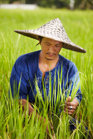 A rice farmer in Thailand harvesting rice wearing a traditonal hat. A rice farmer in Thailand harvesting rice wearing a traditional hat.の写真素材