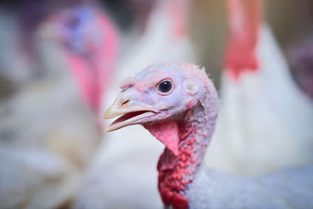 Im the head turkey around here. Shot of turkeys on a poultry farm.の写真素材