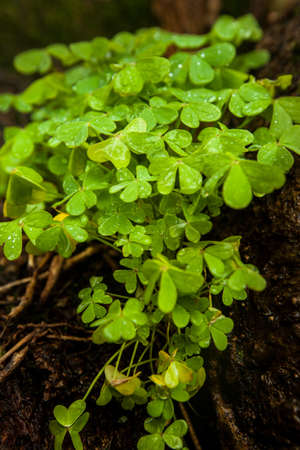 Irish luck. Cropped shot of a clover plant.