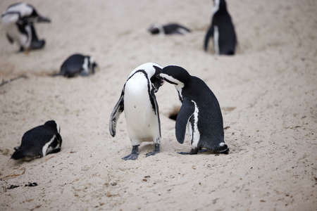 Find warmth among your friends. Shot of penguins at Boulders Beach in Cape Town, South Africa.の写真素材