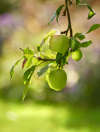 Fresh, ripe and juicy. Green apples hanging from a branch.の写真素材