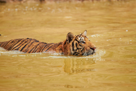Changes in terrain dont stop this predator. Tiger walking through the water.の写真素材