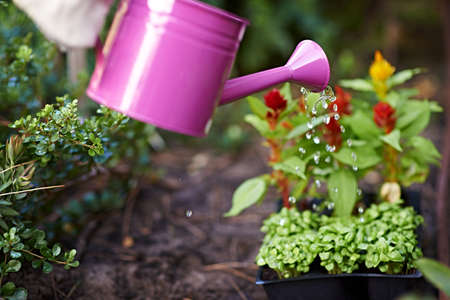She takes pride in her garden. Cropped shot woman watering flowers in her garden.