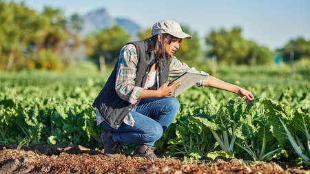 Good farmers check the state of their crops regularly. Full length shot of a young female farmer using a digital tablet while inspecting crops on her farm.の写真素材