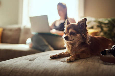 The worlds so much cuter with chihuahuas in them. Shot of a chihuahua sitting on the sofa with a woman using a laptop in the background.の写真素材