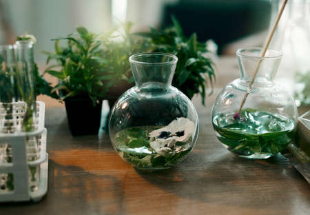 Hydroponic plants grow quicker and larger than soil based plants. Still life shot of hydroponic plants in glass jars inside a botanists office.の写真素材