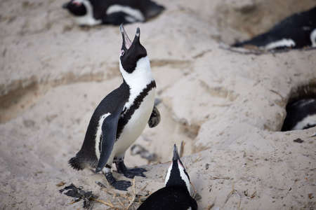 Hey guys, listen up. Shot of penguins perched on a rock at Boulders Beach in Cape Town, South Africa.の写真素材