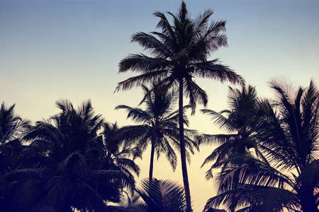 Just what a tropical vacation should look like. Retro style image of silhouetted palm trees against a dusky sky.の写真素材