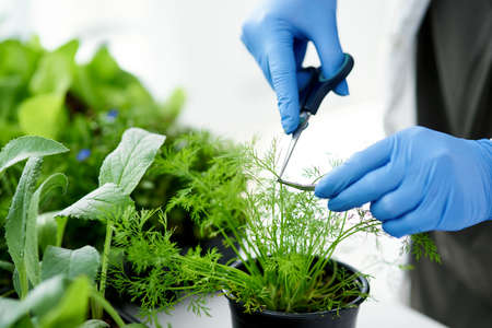 I cant wait to learn more about this plant. Cropped shot of a scientist getting samples from a plant...