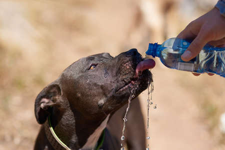 Its a hot day. Cropped shot of a dog drinking water from his owners bottle while running in the woods.の写真素材